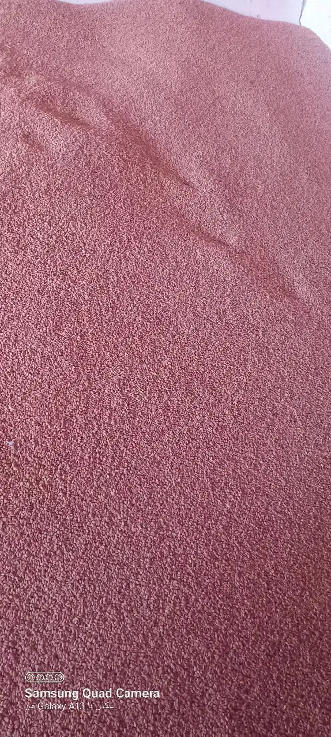 گندم کوهدشت|لوازم جانبی حیوانات|کوهدشت, |دیوار