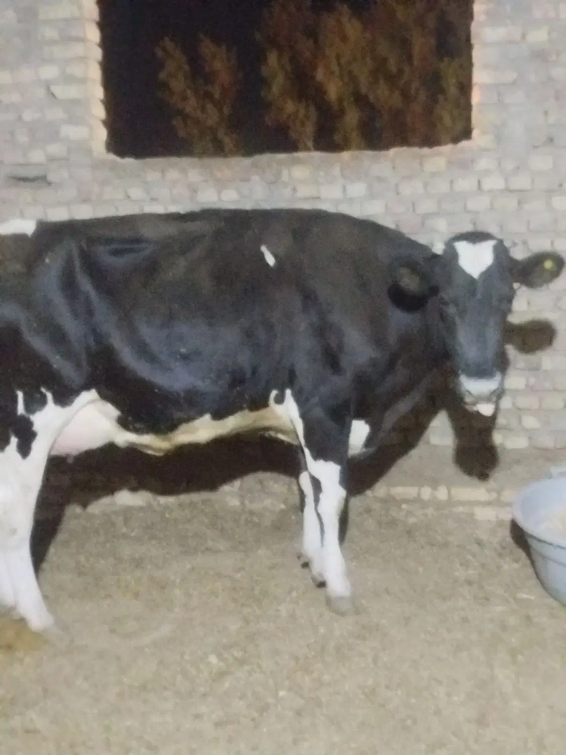 گاو شیری با گوساله نر|حیوانات مزرعه|زابل, |دیوار