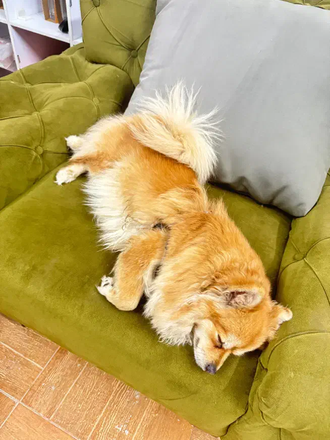 سگ پامر|سگ|شیراز, معالیآباد|دیوار