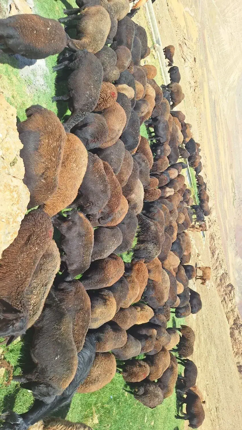 گوسفند|حیوانات مزرعه|ماهنشان, |دیوار