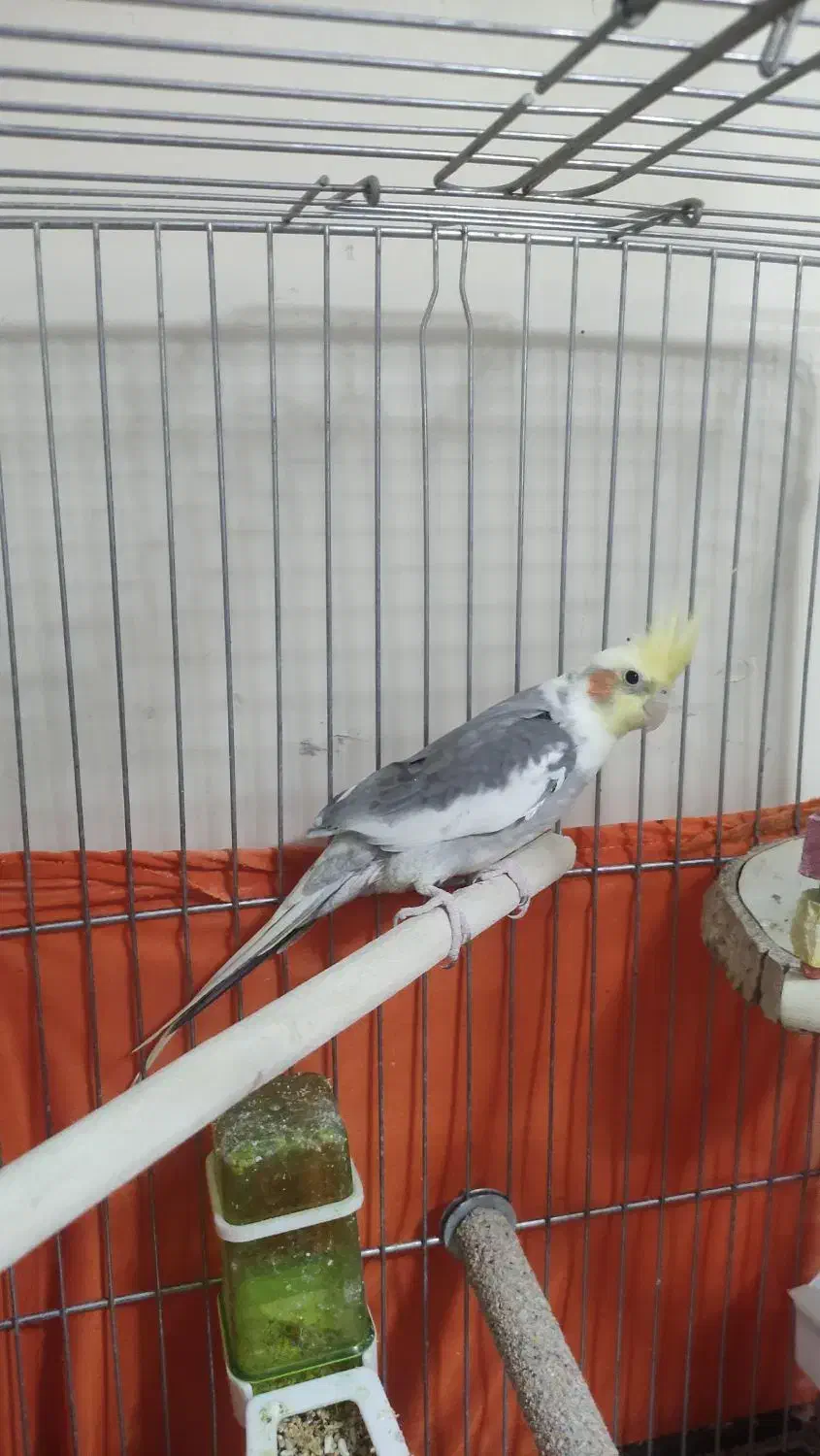 عروس هلندی همراه با وسایل کامل|پرنده|تهران, هفده شهریور|دیوار