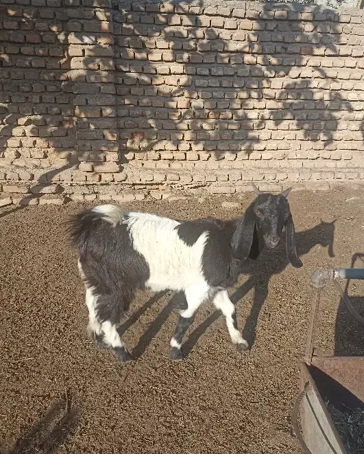 بزغاله ماده ،جنس دار مخصوص داشتی|حیوانات مزرعه|آق قلا, |دیوار