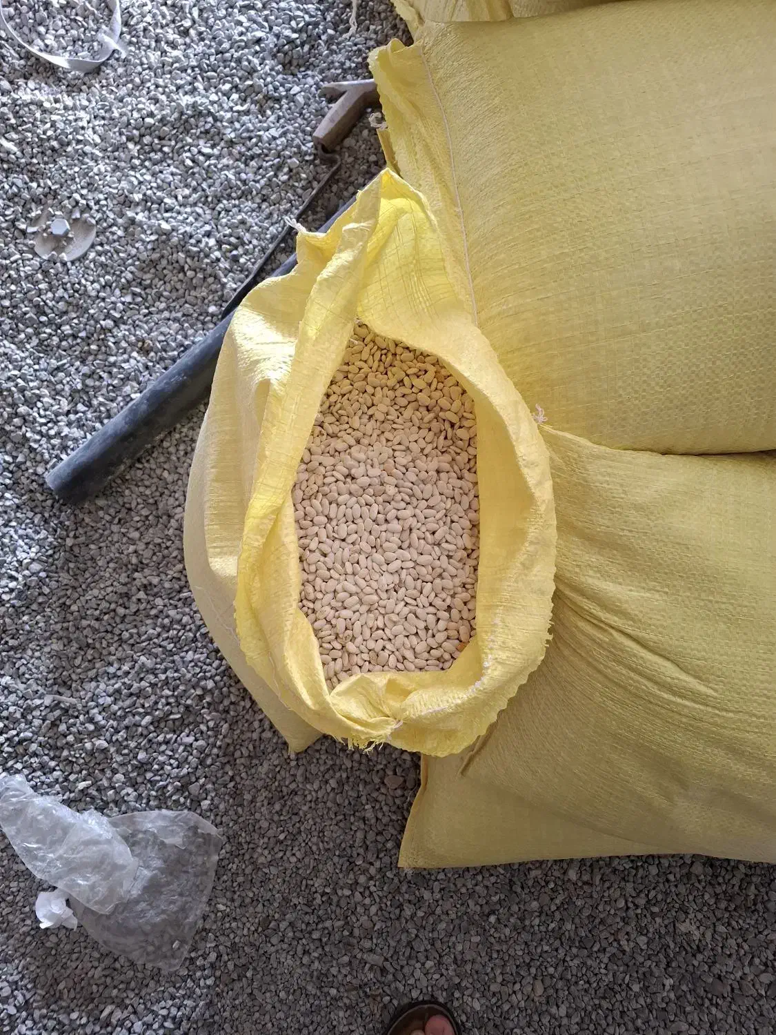 لوبیا|عمده‌فروشی|الشتر, |دیوار