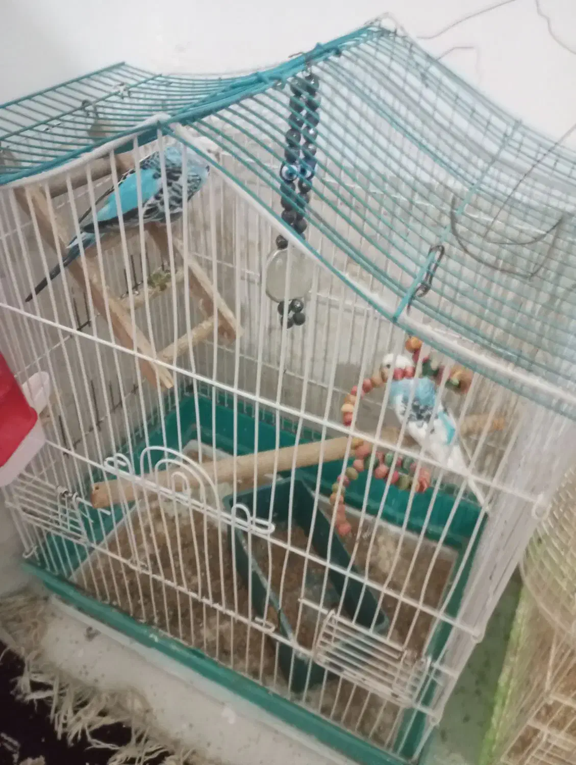 مرغ عشق|پرنده|محمدیه-قزوین, |دیوار