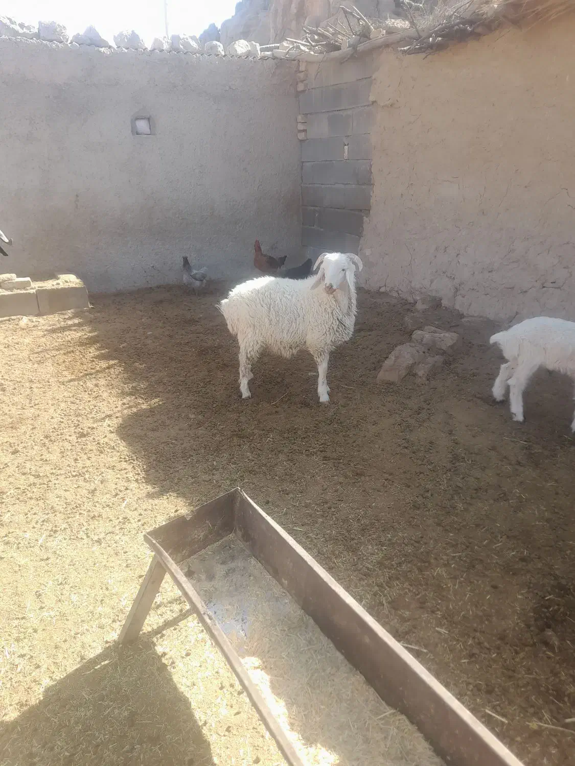 بره نر سبک|حیوانات مزرعه|ارسنجان, |دیوار