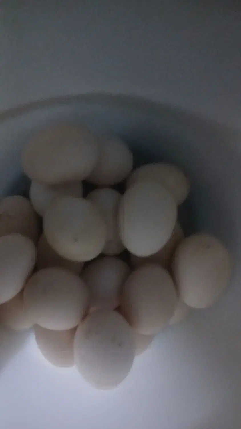 تخم مرغ محلی|خوردنی و آشامیدنی|اهواز, حصیرآباد|دیوار