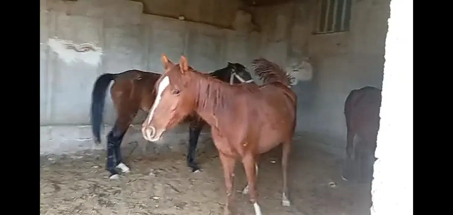 سه تامادیون|اسب و تجهیزات اسبسواری|جره و بالاده, |دیوار