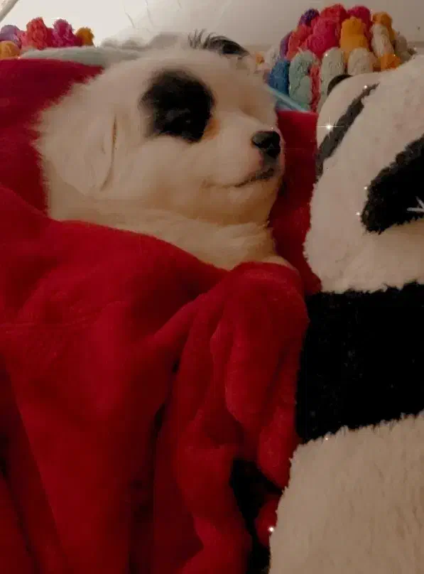 سگ  توله|سگ|ساری, |دیوار