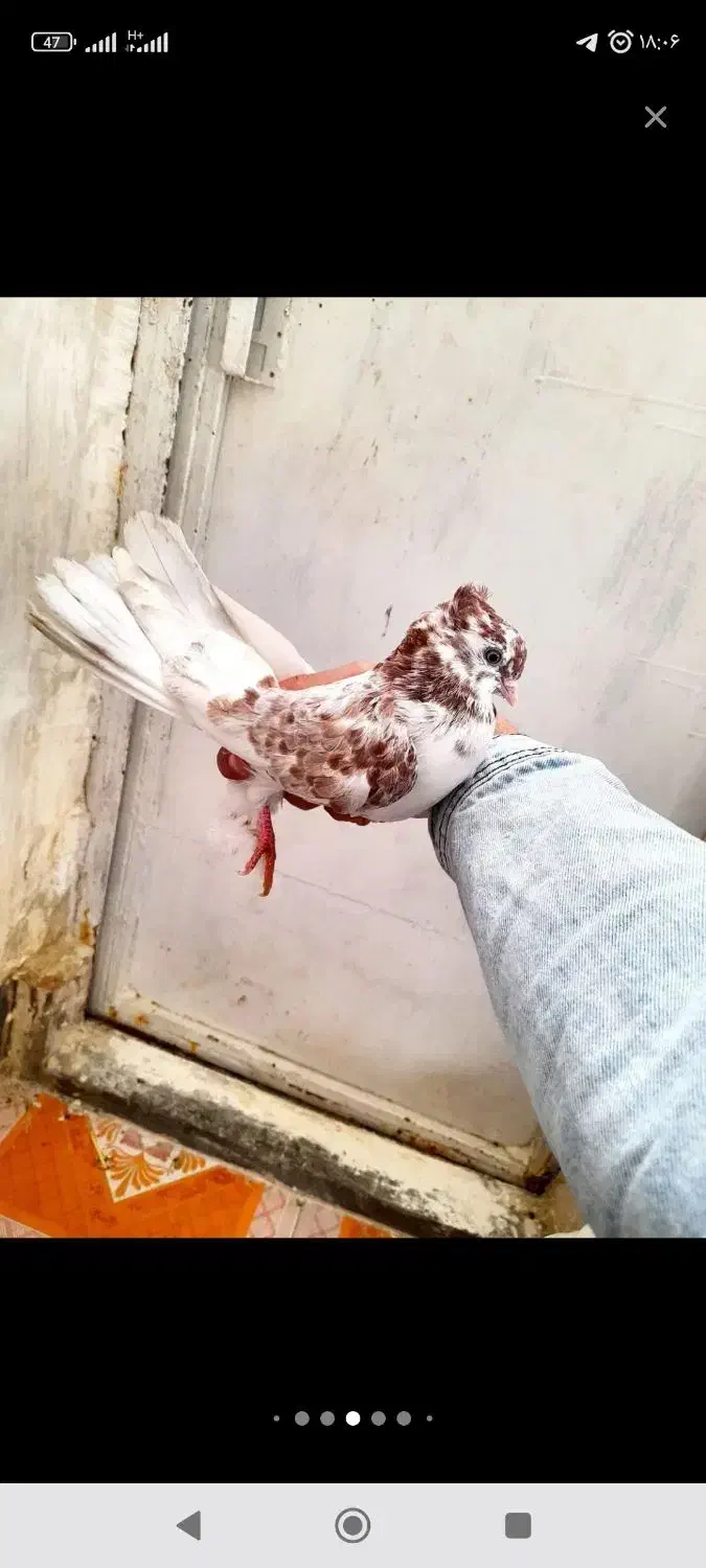 کبوتر|حیوانات|کرمانشاه, |دیوار