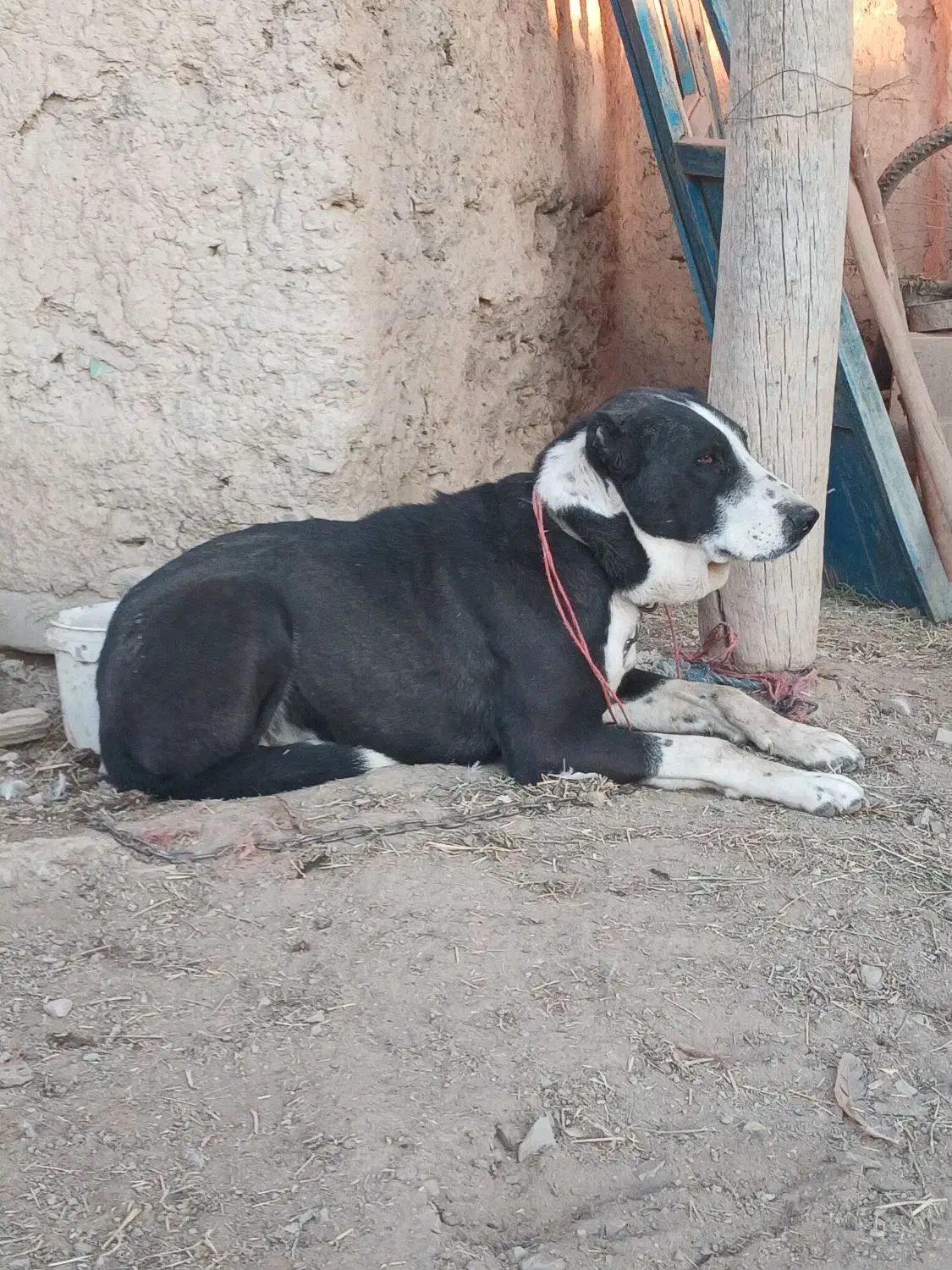 سگ گله و نگهبان|سگ|رزن, |دیوار