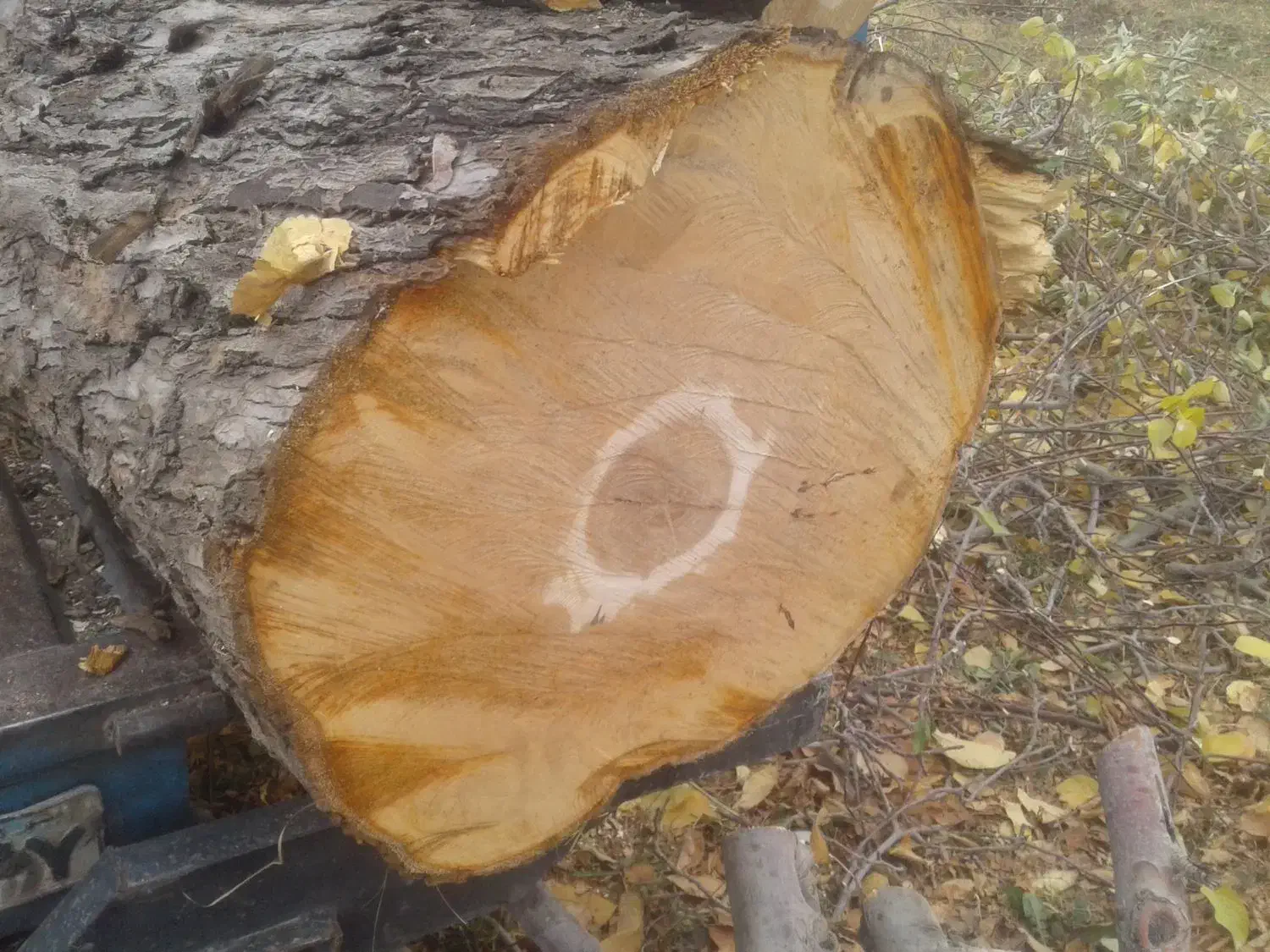 خرید انواع چوب|خدمات باغبانی و درختکاری|نوشین شهر, |دیوار