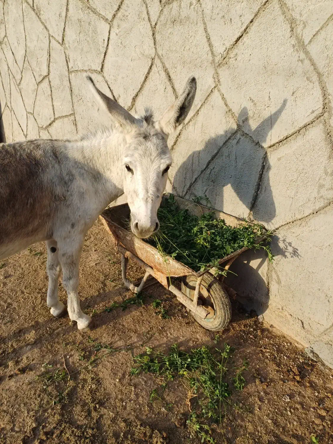 خر یا الاغ ماده|حیوانات مزرعه|مشهد, طبرسی شمالی|دیوار
