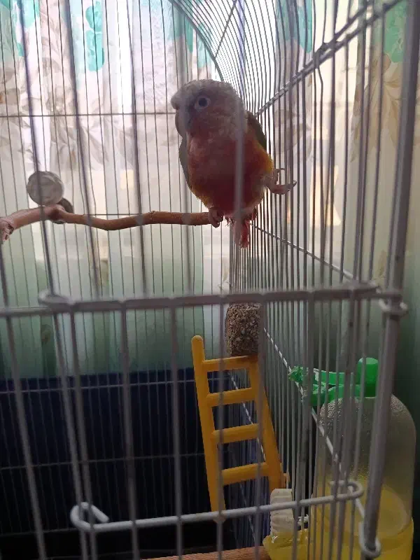 طوطی گرنچیک|پرنده|نهاوند, |دیوار