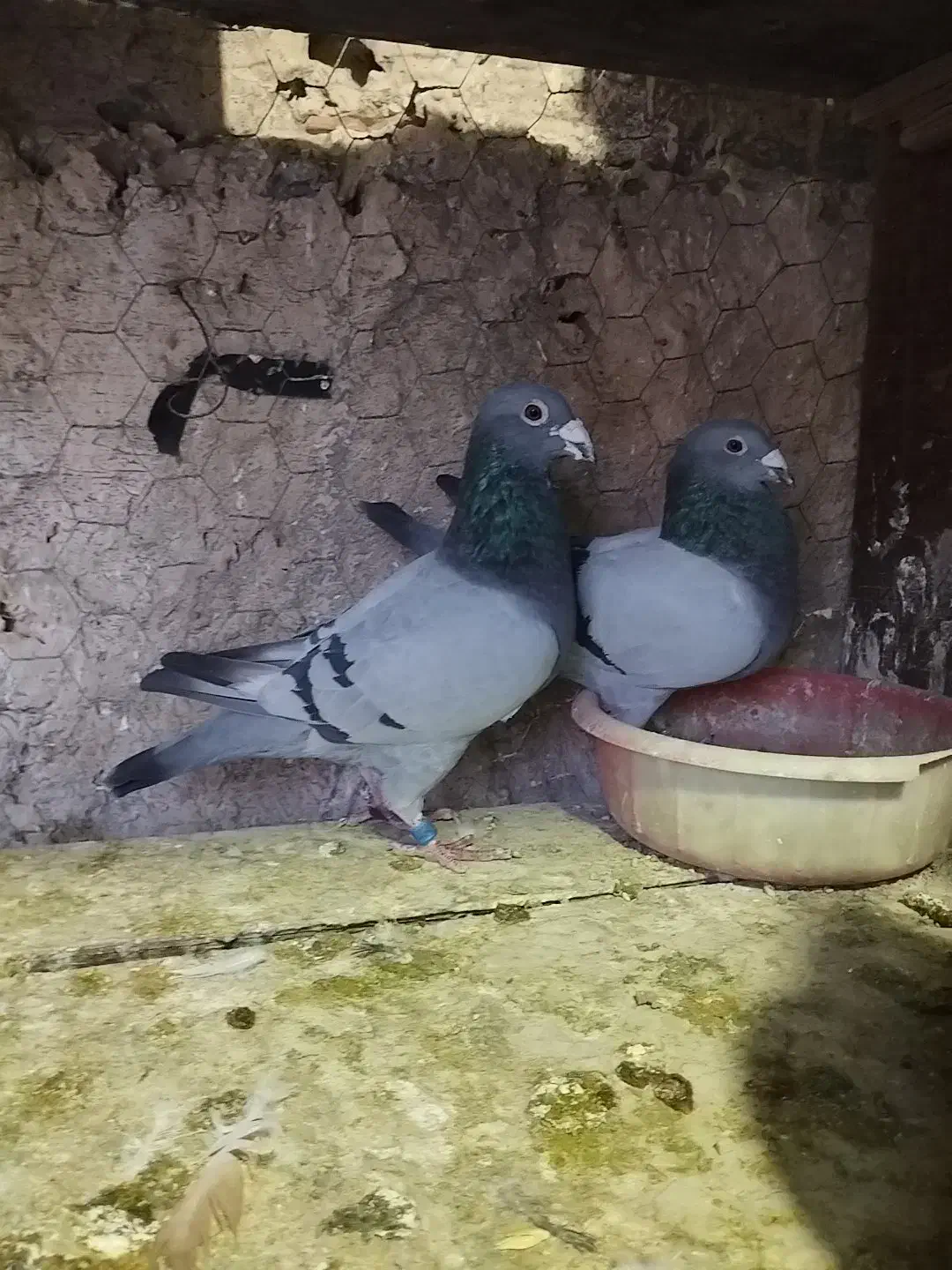 پلاکی|پرنده|قرچک, امین آباد|دیوار