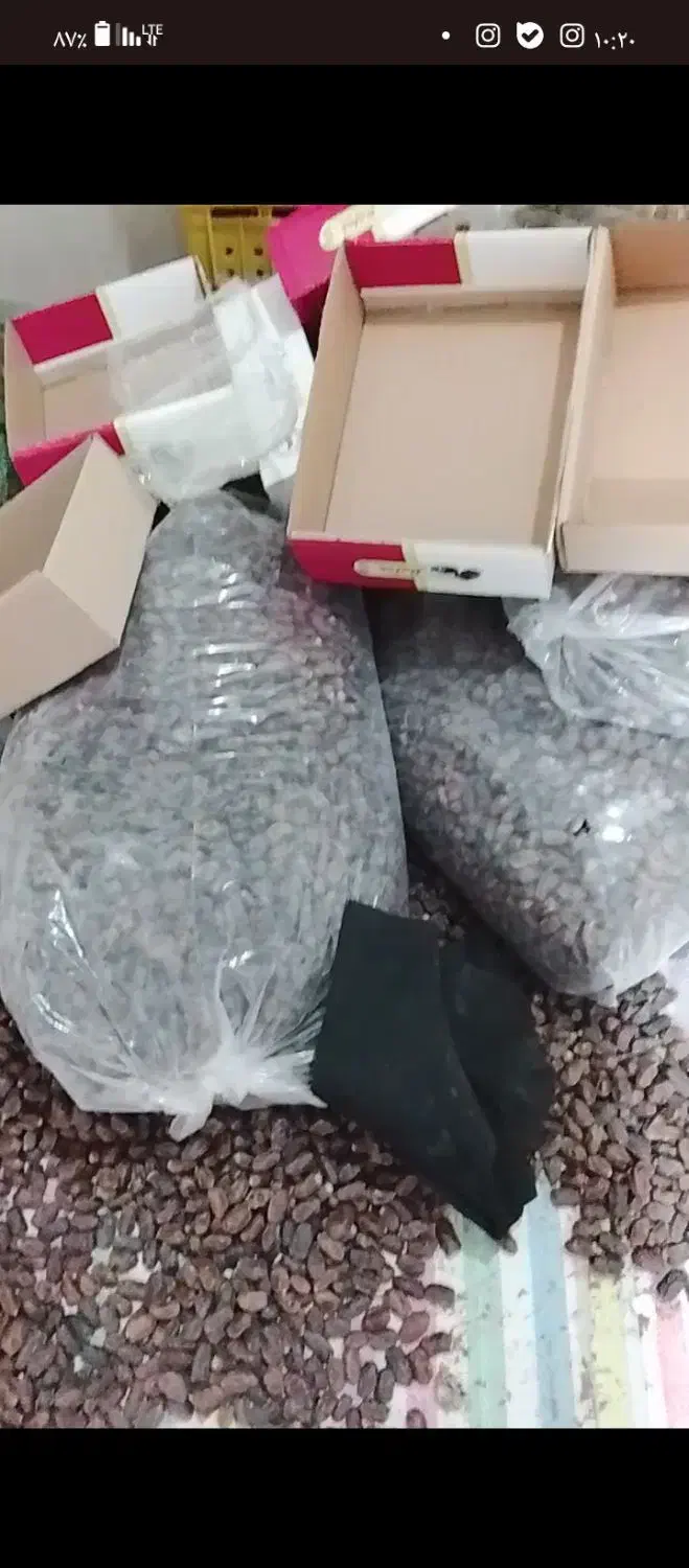 خرما زردان قیمت توافقی|عمده‌فروشی|سراوان, |دیوار