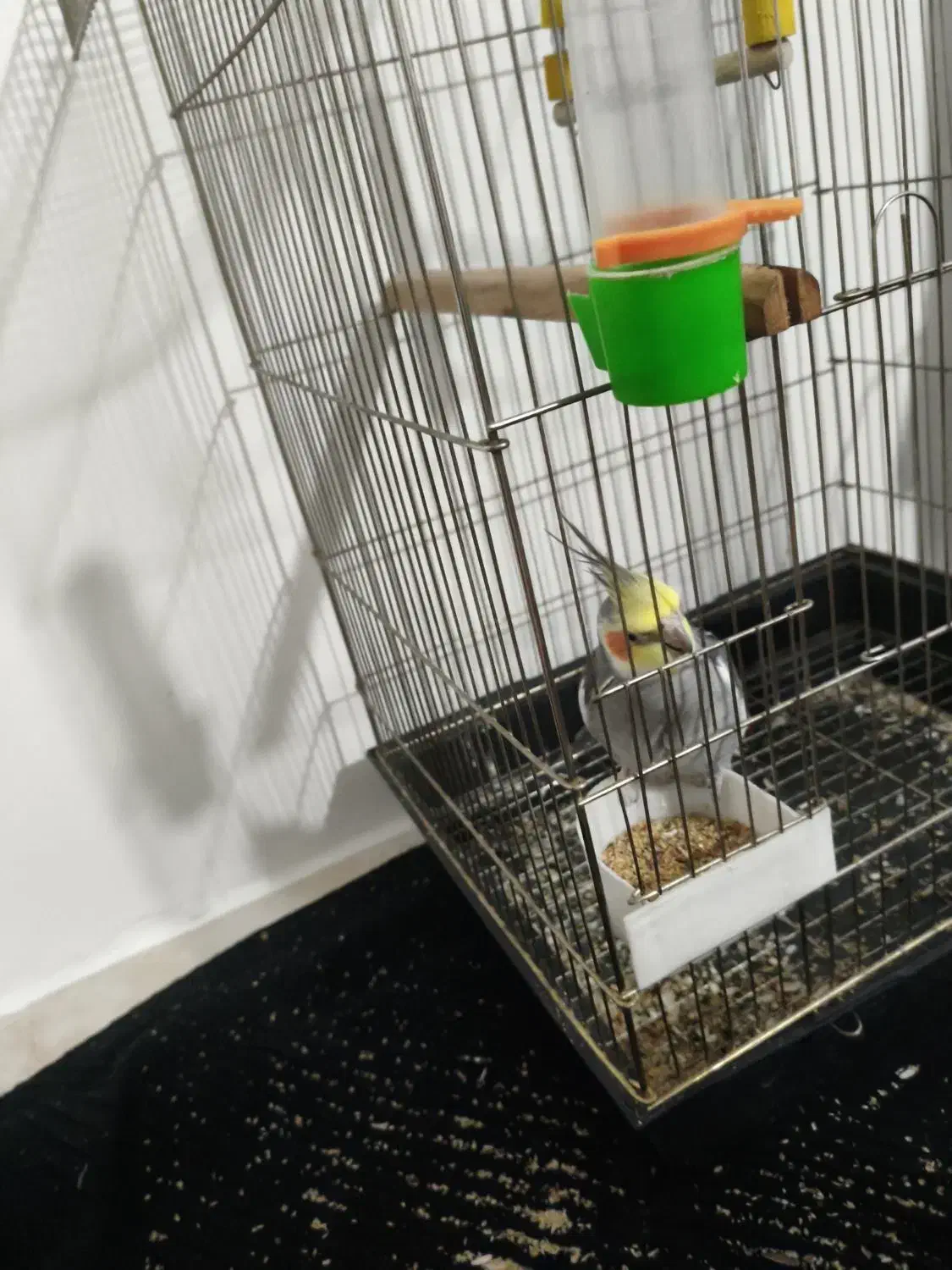 عروس هلندی نر بالغ|پرنده|بومهن, |دیوار