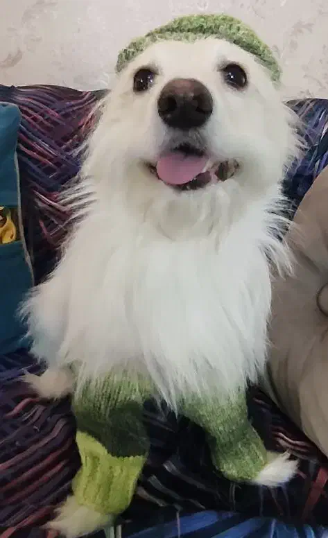 واگذاری سگ  پامر تریر|سگ|رشت, جانبازان|دیوار