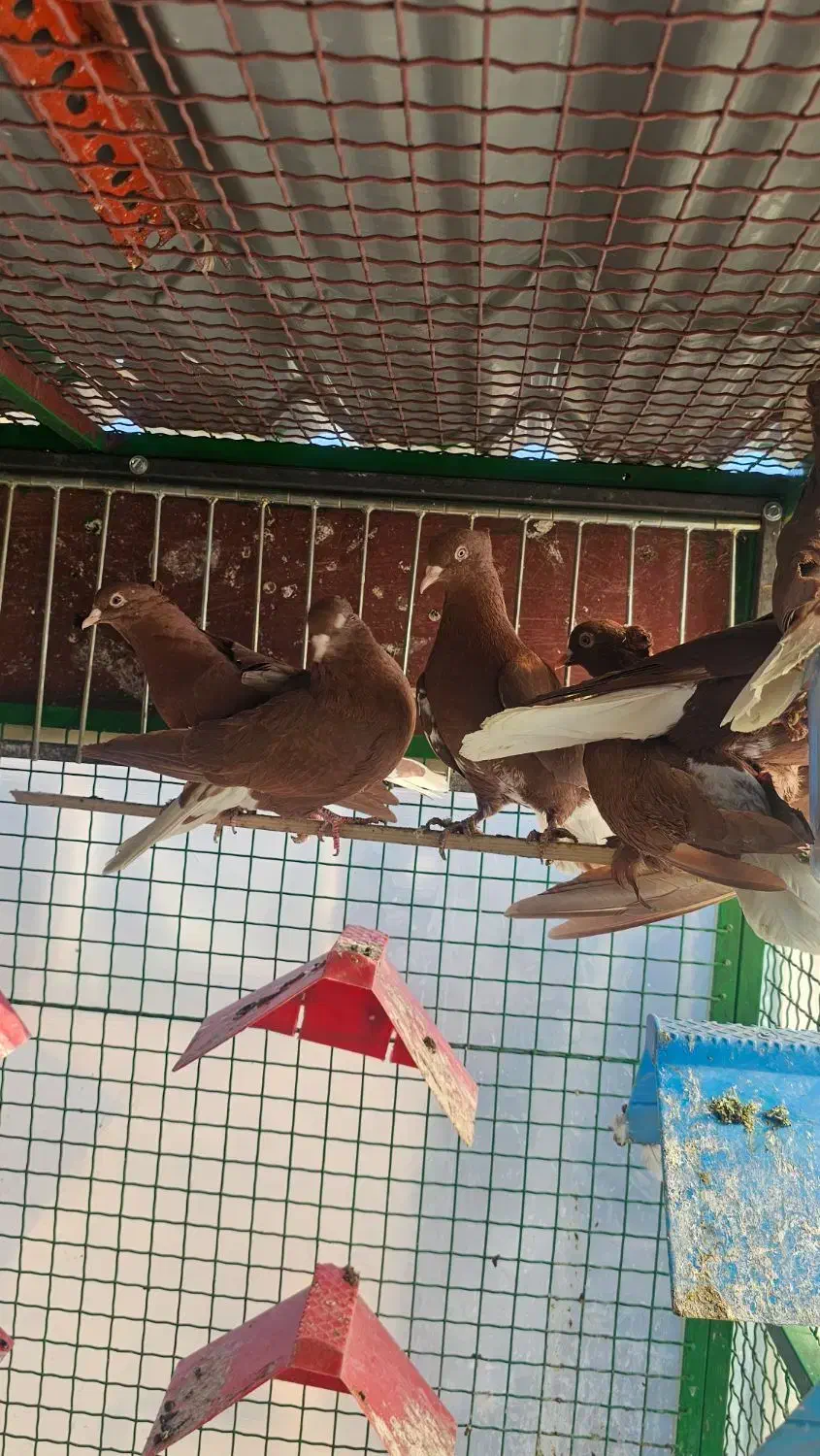 کبوتر|پرنده|مشهد, انقلاب|دیوار