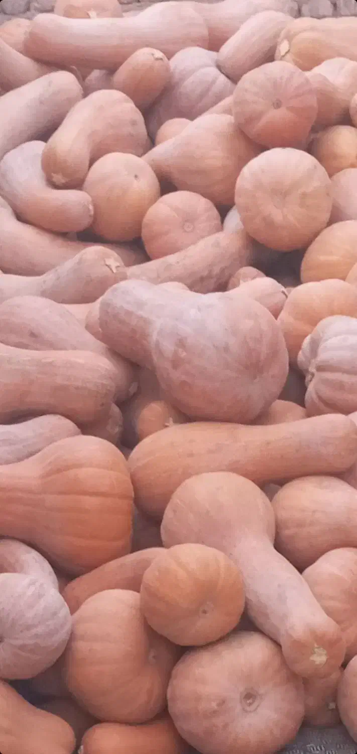 کدوی شیرین عسلی|خوردنی و آشامیدنی|کاشان, پامنار|دیوار