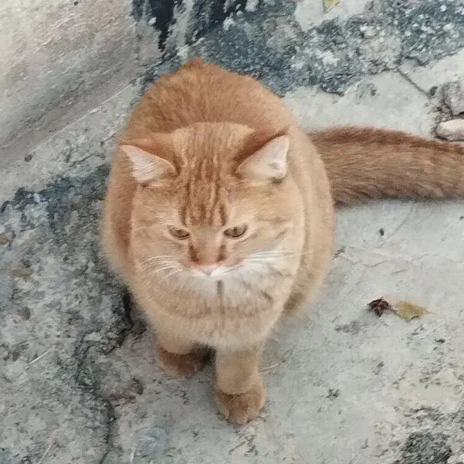 گربه پیدا شده|حیوانات|صدرا-فارس, فاز ۱|دیوار
