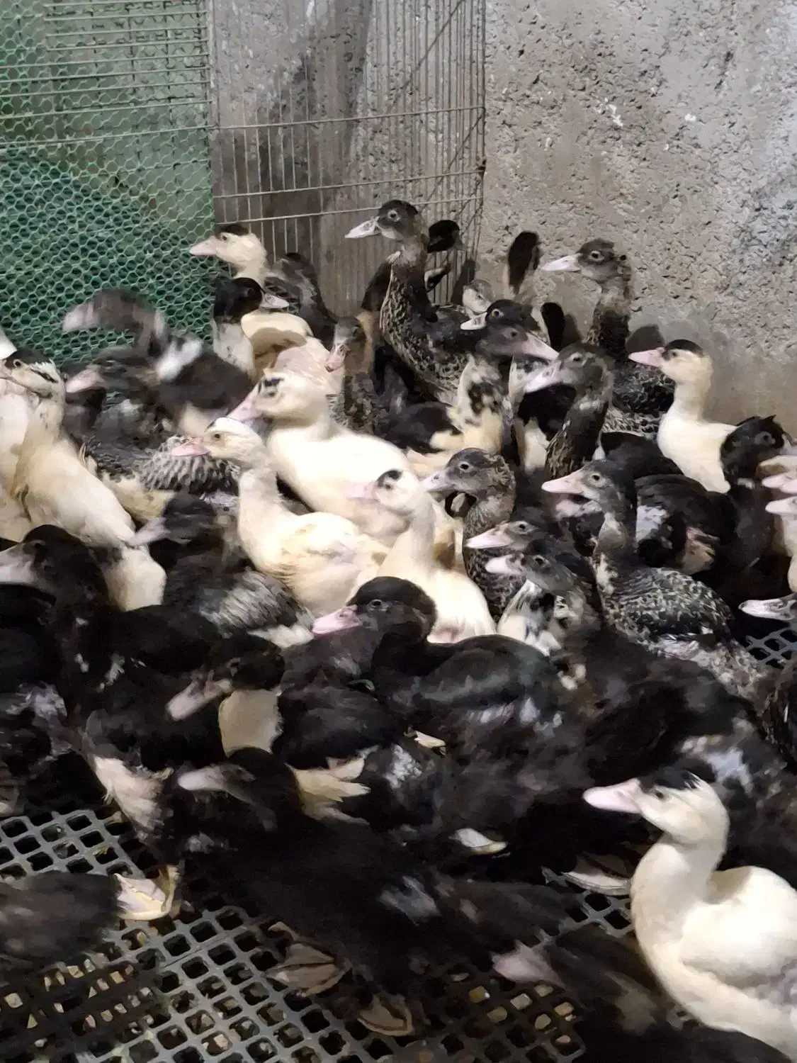 اردک مسکوئی اسرائیلی|حیوانات مزرعه|سرخرود, |دیوار