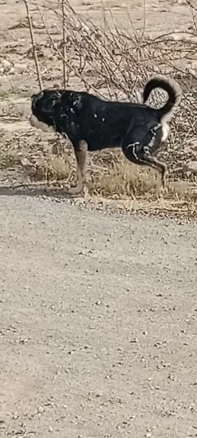 ماده آلابای سرابی توله|سگ|بهارستان, |دیوار