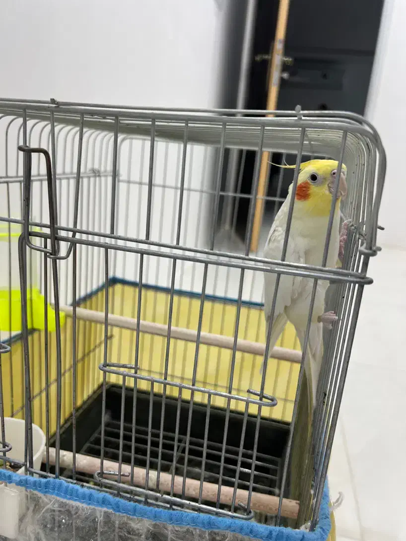 عروس سخنگو دستی|پرنده|قم, سراجه (۱۵ خرداد)|دیوار