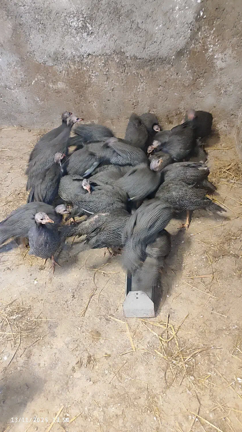 مرغ شاخدار یا سیستم یا به عبارتی مروارید|حیوانات مزرعه|کیاسر, |دیوار