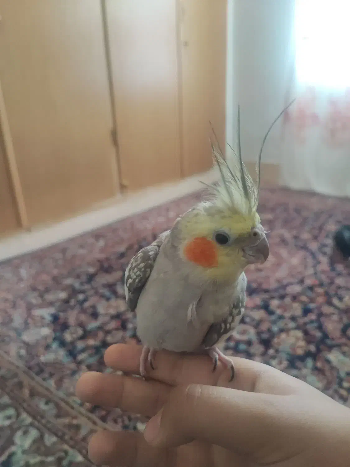 عروس هلندی|پرنده|زاهدان, |دیوار