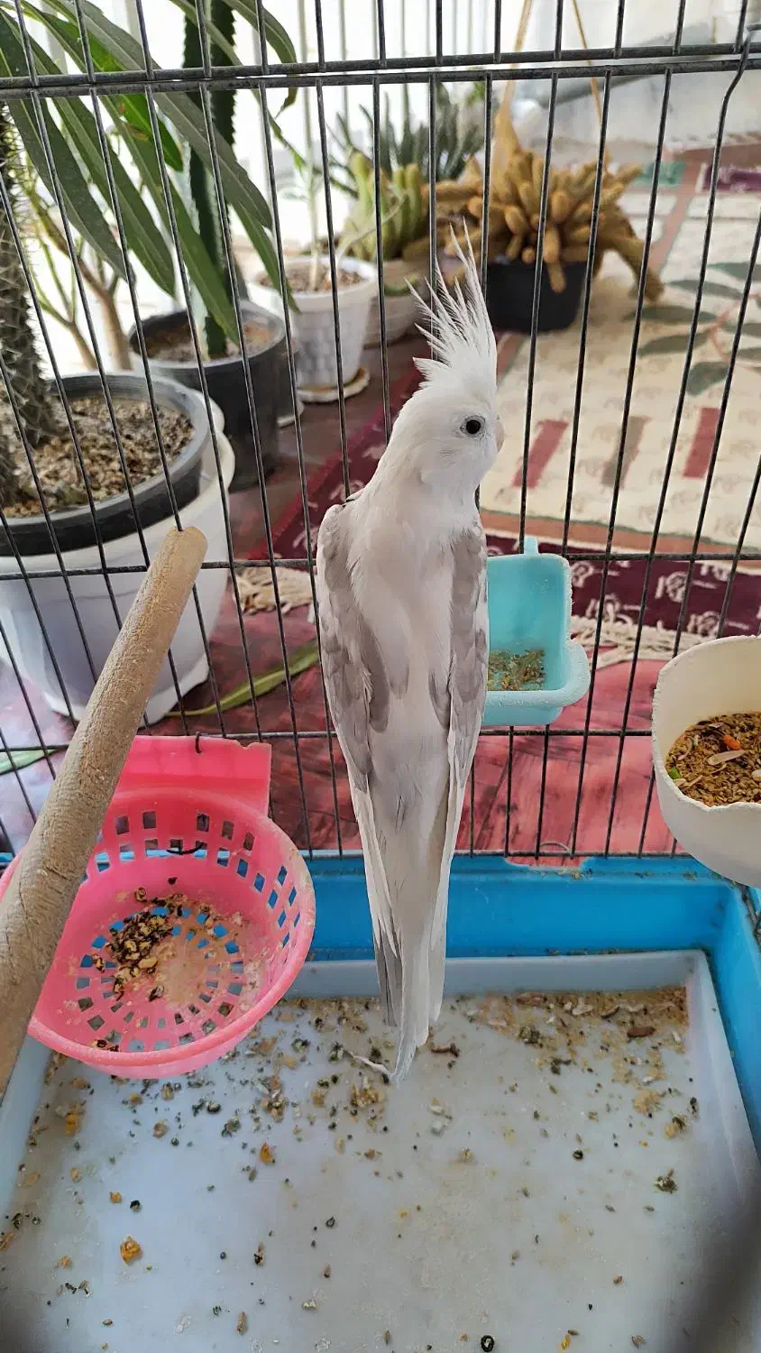 عروس هلندی آلبینو|پرنده|قدس, شهرقدس|دیوار