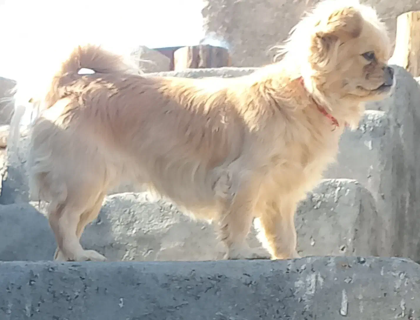 سگ پاپی|سگ|خمینی‌شهر, |دیوار