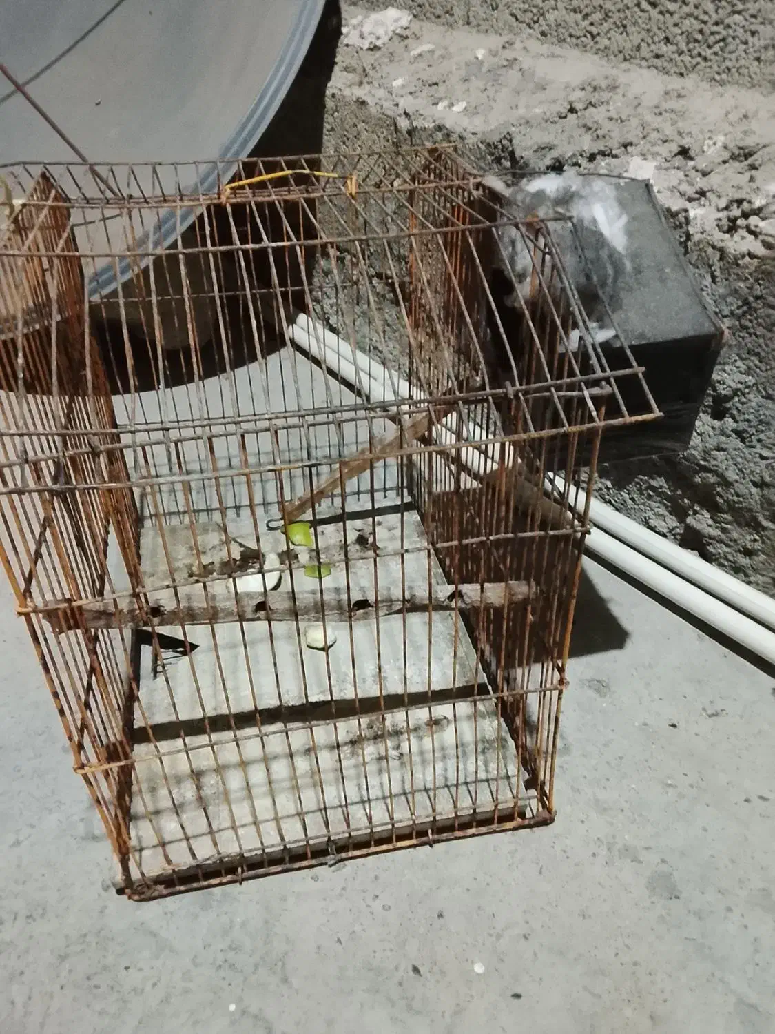 قفس طوطی|لوازم جانبی حیوانات|دالخانی, |دیوار