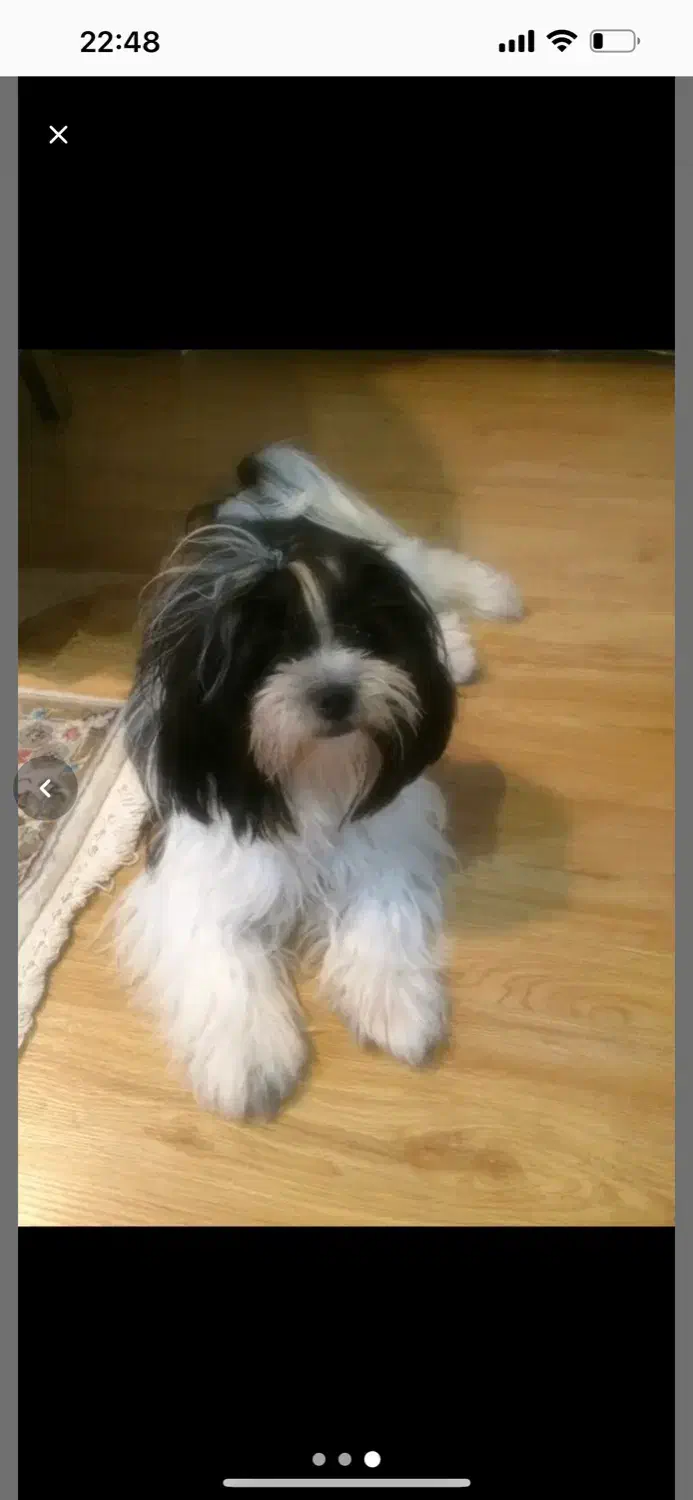 سگ اپارتمانی|سگ|تهران, علم و صنعت|دیوار