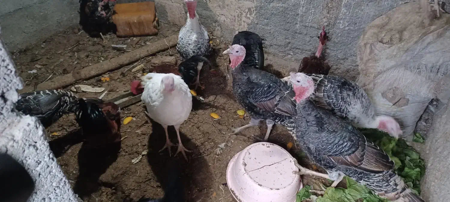 فروش تعدادی بوقلمون|حیوانات مزرعه|جغتای, |دیوار