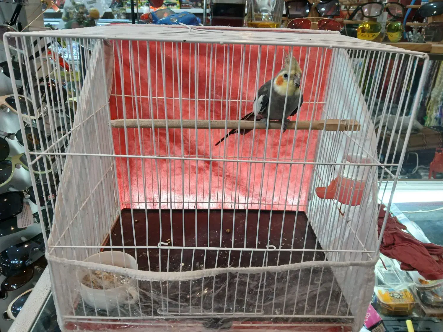 عروس هلندی ۶ماهه قابل تربیت|پرنده|یونسی, |دیوار