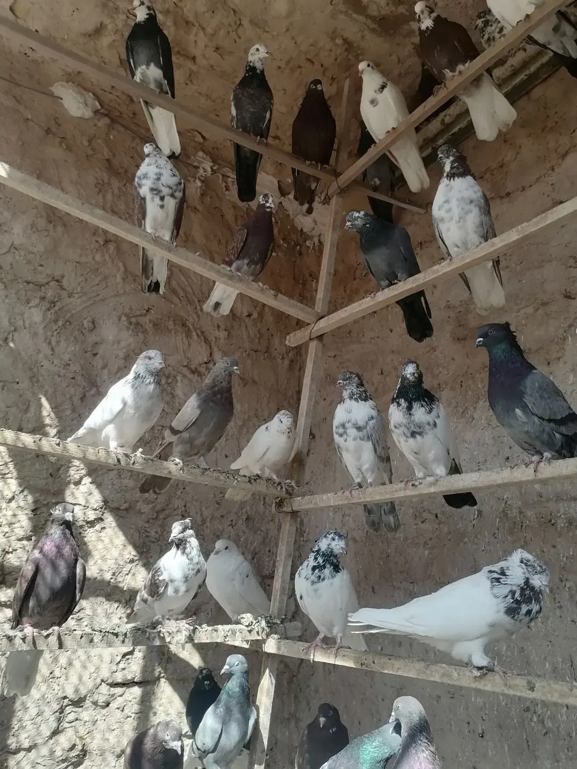 نروماده پرشی|پرنده|قم, هفت تیر|دیوار
