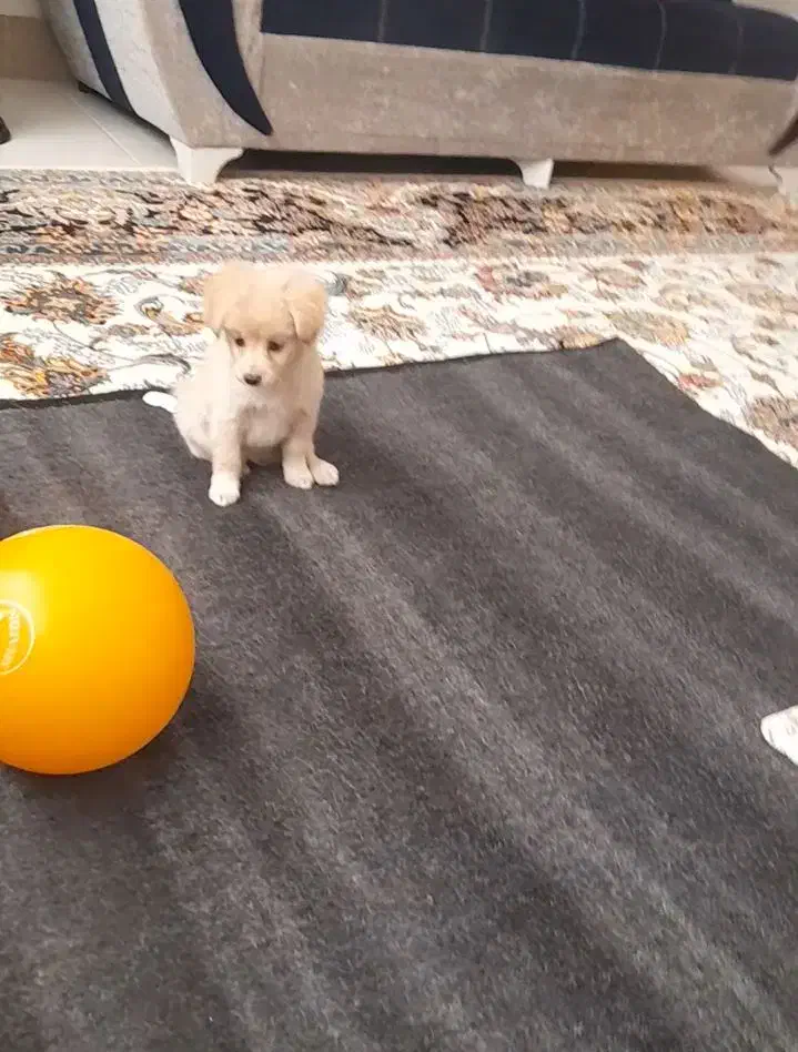 سگ پاکوتاه|سگ|اسفراین, |دیوار