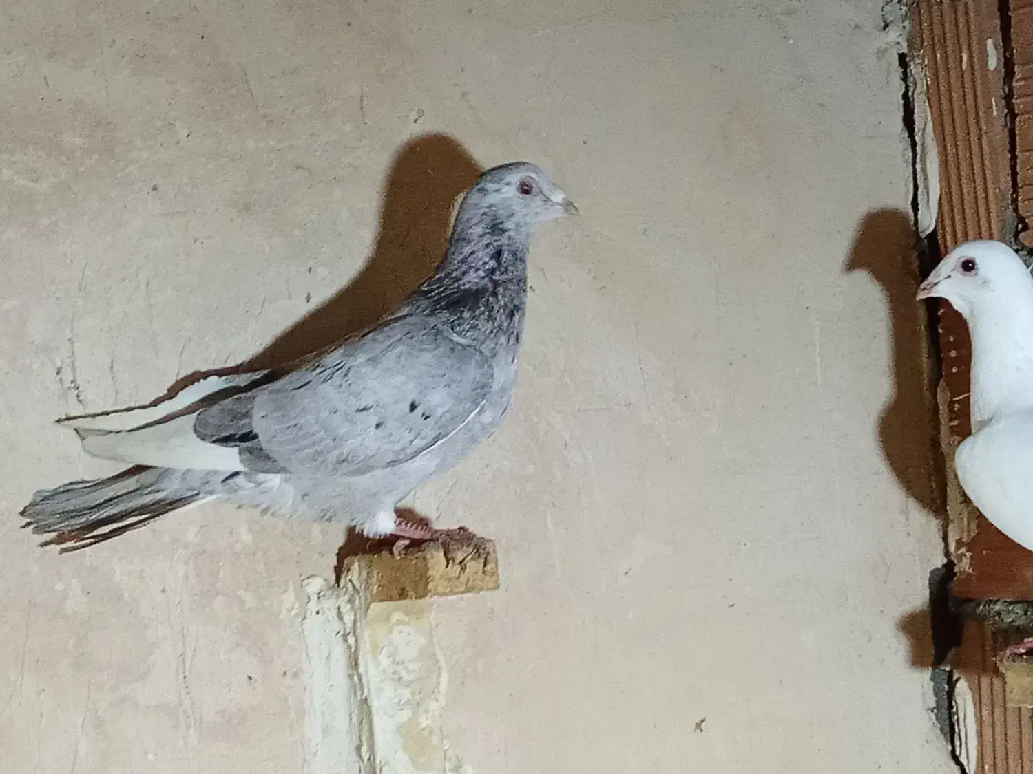 کبوتر|پرنده|فاروج, |دیوار