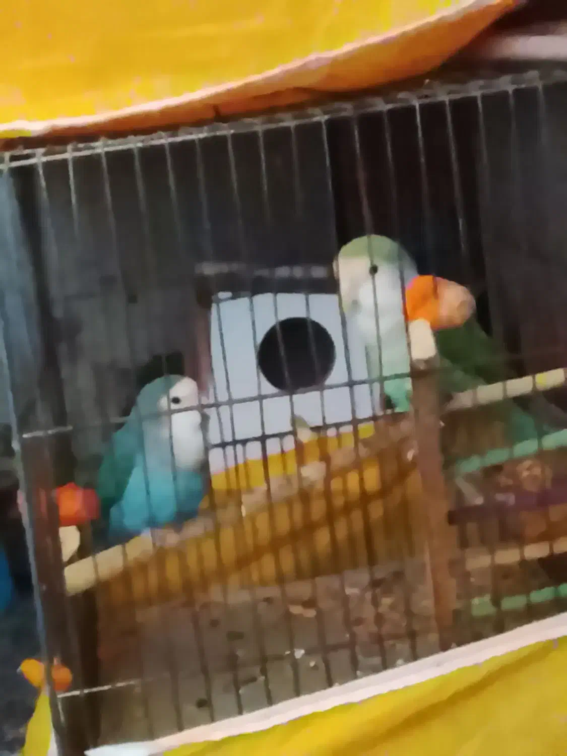 پرنده|پرنده|خمینیشهر, |دیوار