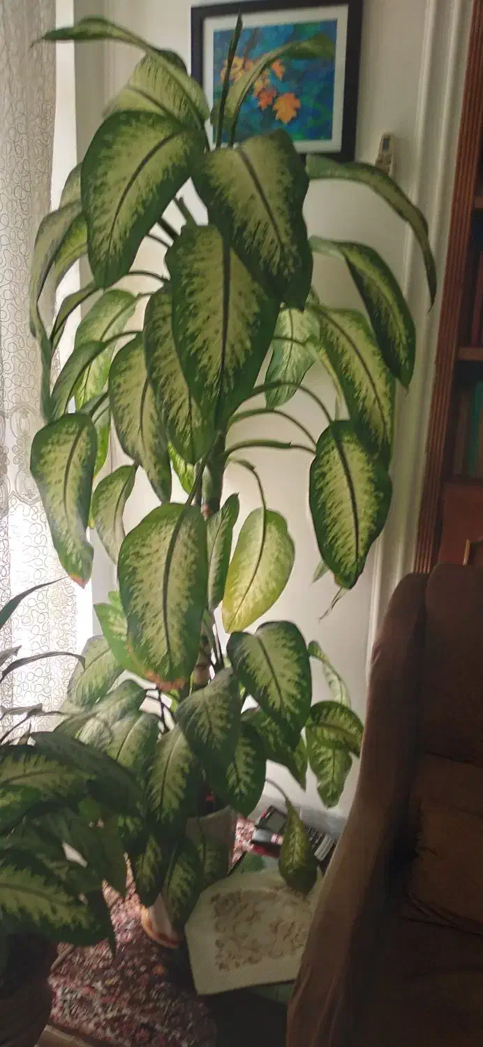 گل دیفن باخیا فروشی|گل و گیاه طبیعی|ایوان, |دیوار