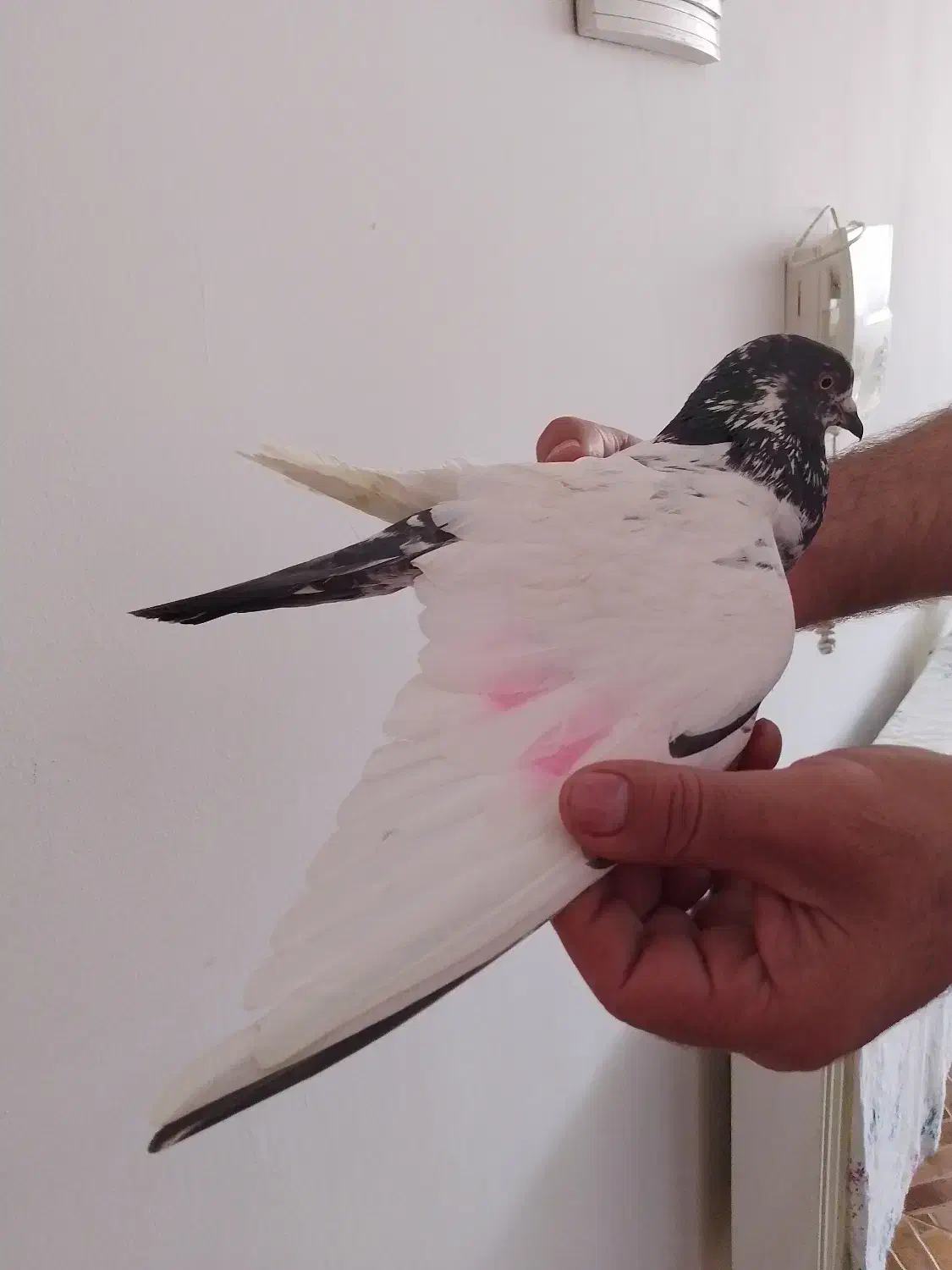 کبوتر - نر|پرنده|مشگین شهر, |دیوار