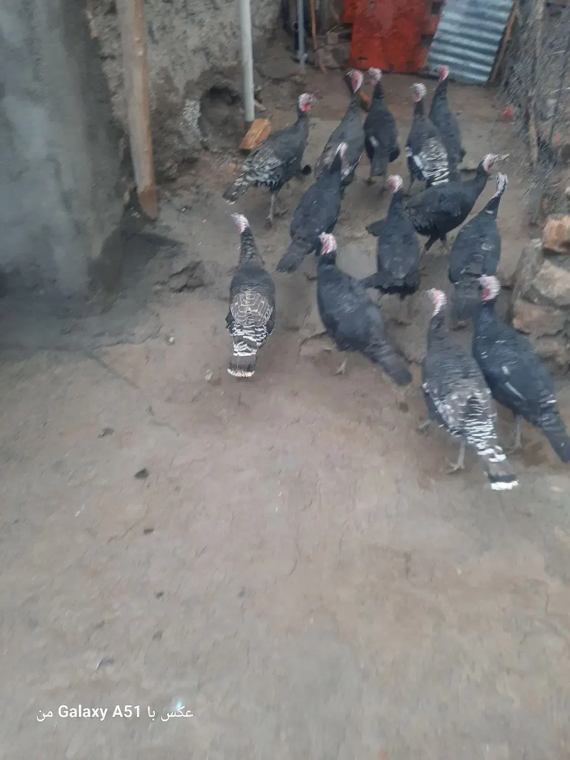 بوقلمون ماده|حیوانات مزرعه|دینور, |دیوار