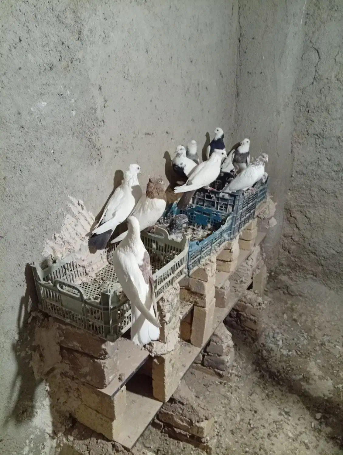 کبوتر|پرنده|رزن, |دیوار