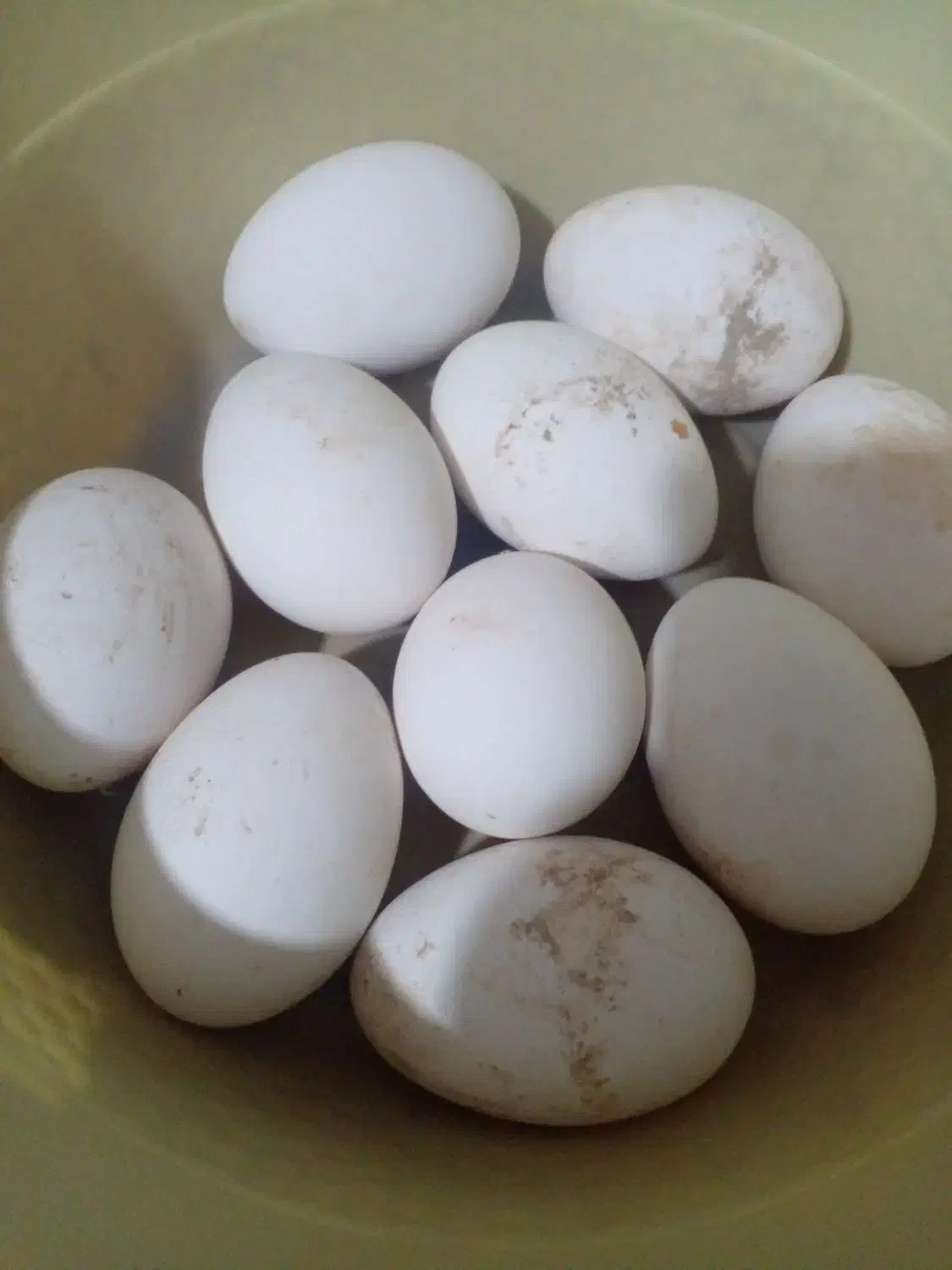 تخم غاز|خوردنی و آشامیدنی|زابل, |دیوار