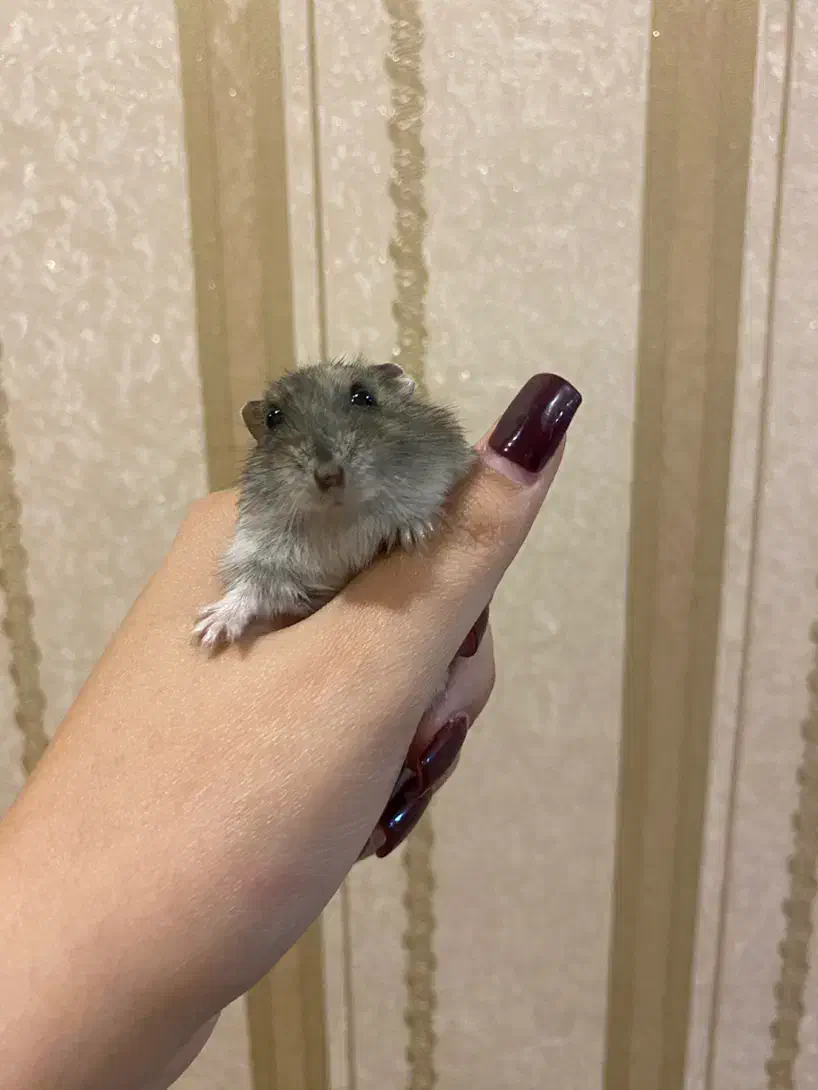 دوعدد همستر کمپل نروماده جدا هم ب فروش میرسه|موش و خرگوش|تهران, کوهک|دیوار