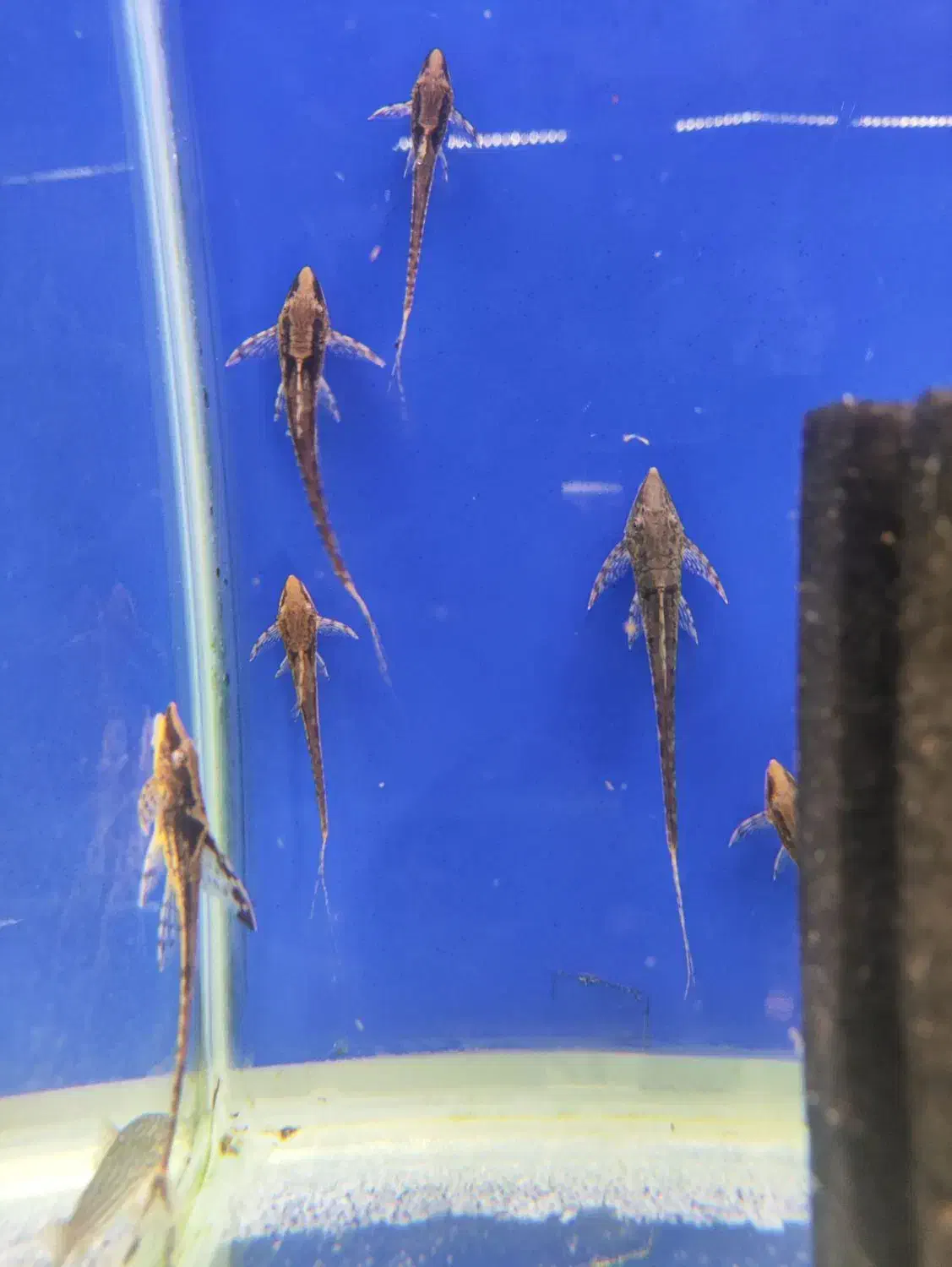 تیم نظافت آکواریوم کوریدوراس  انواع کت خاص شارژ شد|ماهی|مشهد, فاطمیه|دیوار