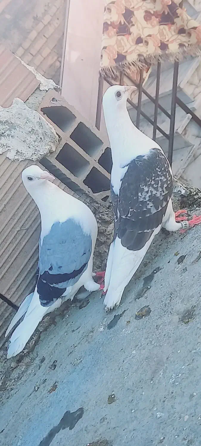 کبوتر دوبال شامی|پرنده|رامیان, |دیوار