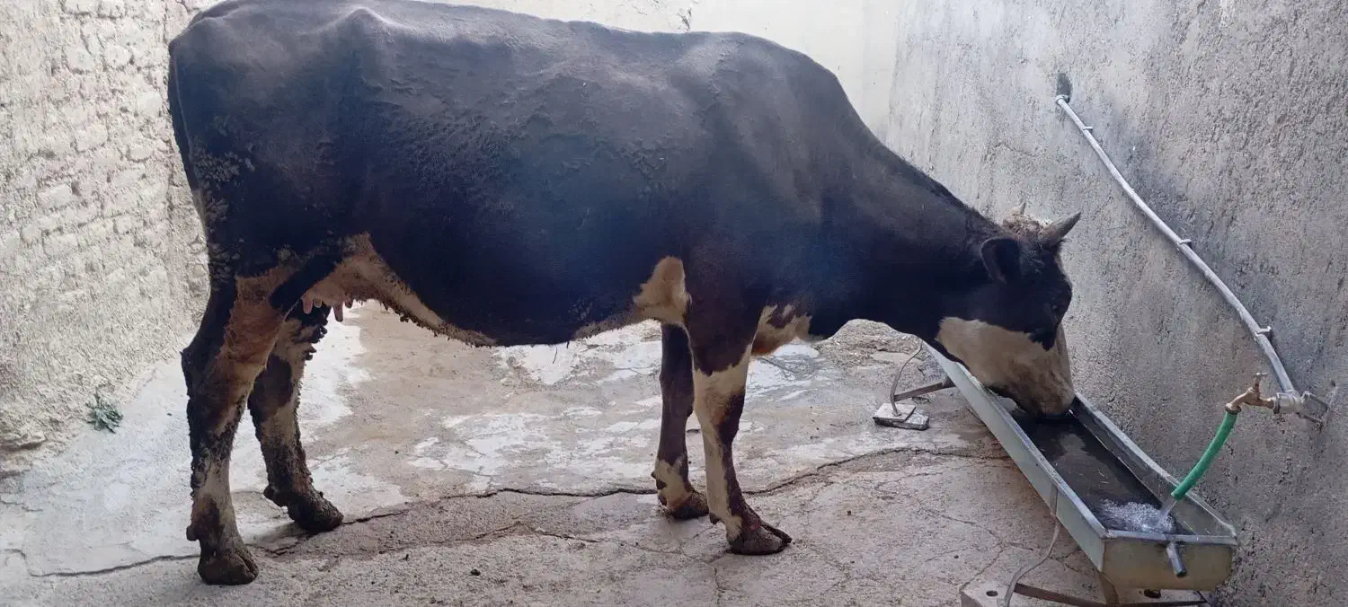 گاوشیری باگوساله دوماهه|حیوانات مزرعه|دیواندره, |دیوار