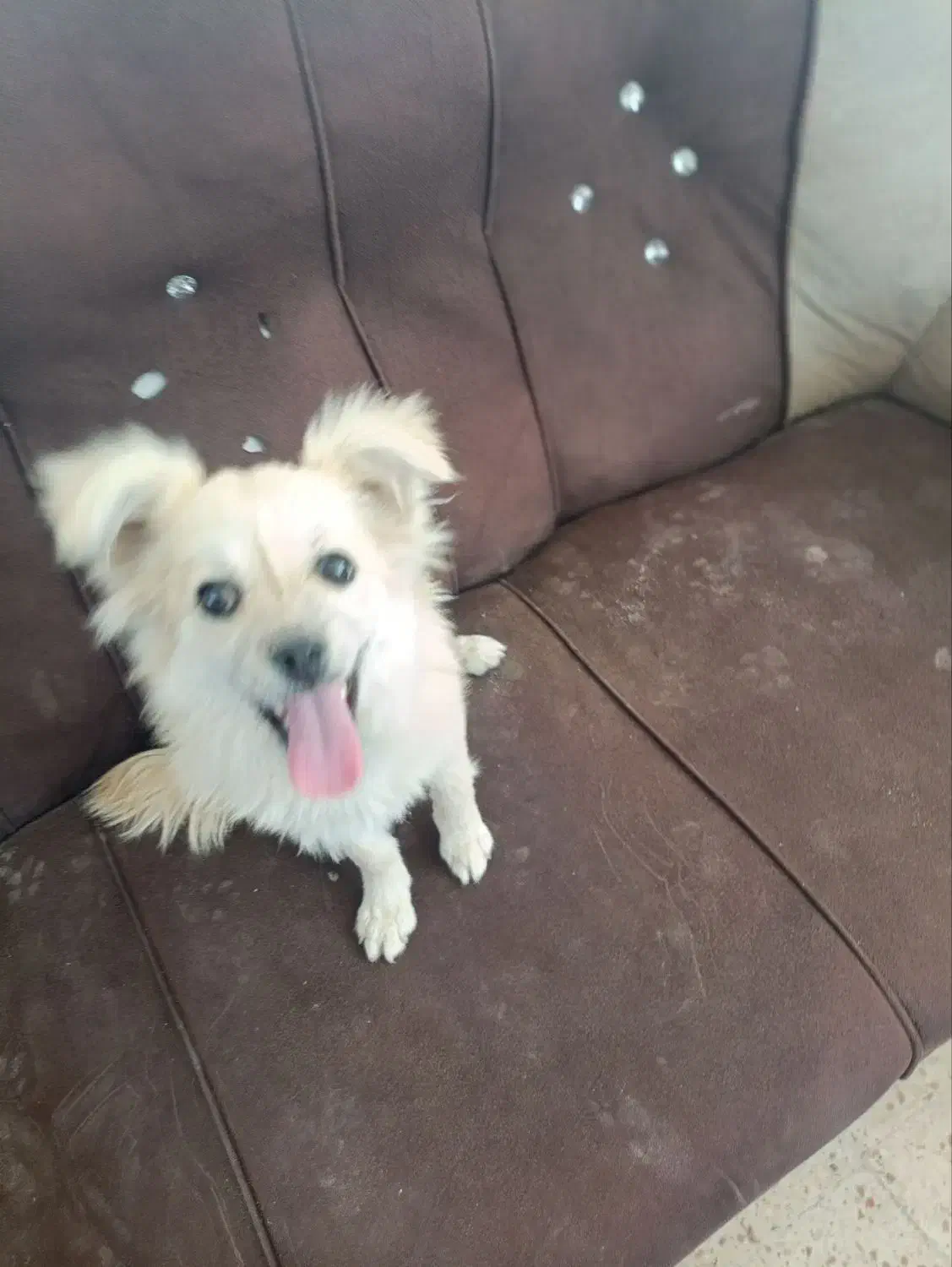 واگذاری سگ پامر|سگ|ماهان, |دیوار