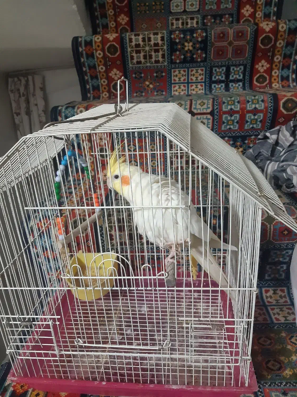 عروس هلندی نر لوتینو|پرنده|قم, انسجام|دیوار